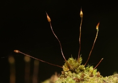 Macromitrium microstomum
