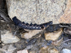 Xylophanes falco