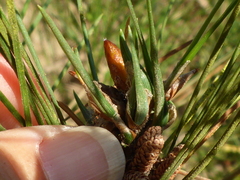 Thecodiplosis piniradiatae