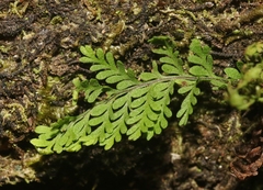 Adenophorus tamariscinus