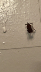 Galasa nigrinodis