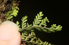 Adenophorus tamariscinus