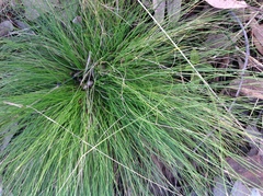 Poa