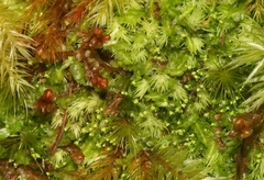 Odontoschisma denudatum