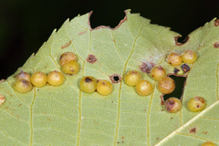 Caryomyia conoidea