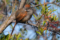 Synallaxis frontalis