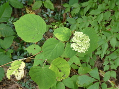 Hydrangea arborescens
