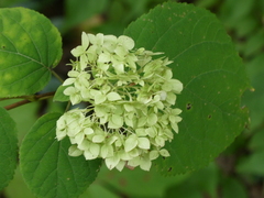 Hydrangea arborescens
