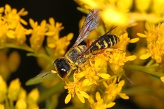 Ectemnius decemmaculatus