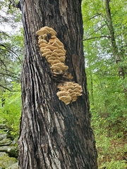 Climacodon septentrionalis