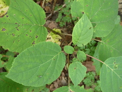 Hydrangea arborescens
