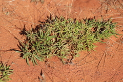 Calandrinia reticulata