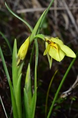 Diuris fucosa