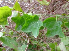 Passiflora lutea