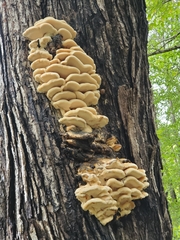 Climacodon septentrionalis