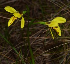 Diuris fucosa