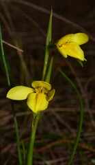 Diuris fucosa