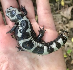 Ambystoma opacum