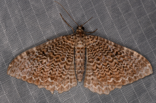 Scallop shell moth photo 5