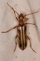 Ortholeptura valida