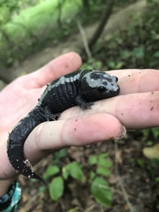 Ambystoma opacum