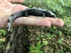 Ambystoma opacum