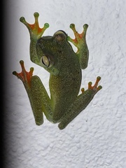 Boana rufitela