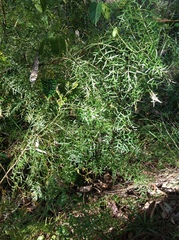 Polyscias sambucifolia