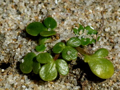 Ranunculus acaulis