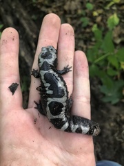 Ambystoma opacum