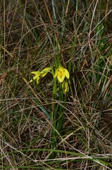 Diuris fucosa