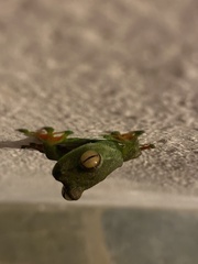 Boana rufitela