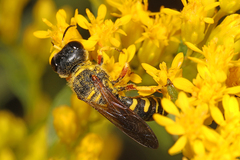 Ectemnius decemmaculatus