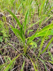 Coreopsis lanceolata