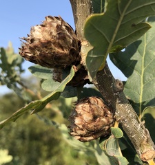 Andricus foecundatrix