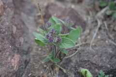 Phacelia brachyantha