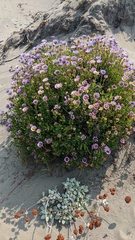 Erigeron glaucus