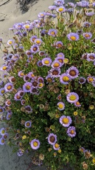 Erigeron glaucus