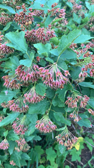 Physocarpus opulifolius