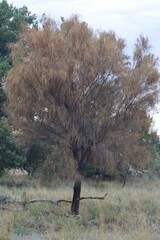 Allocasuarina verticillata