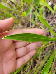 Coreopsis lanceolata