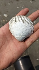 Clinocardium nuttallii