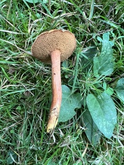 Chalciporus