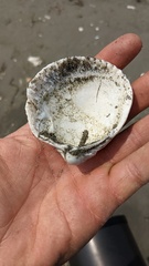 Clinocardium nuttallii