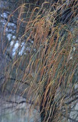 Allocasuarina verticillata