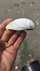 Clinocardium nuttallii