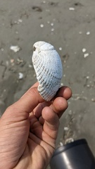 Clinocardium nuttallii