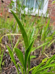 Coreopsis lanceolata
