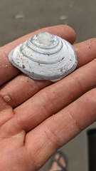 Tellinoidea