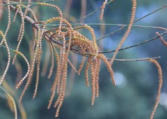 Allocasuarina verticillata